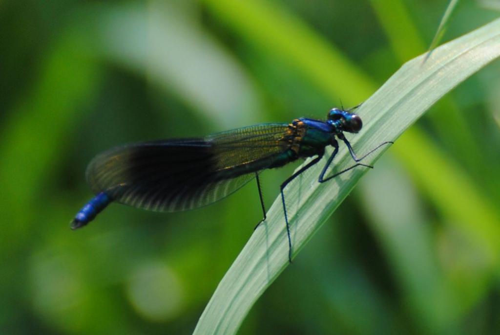 Libelle am  05 04 12 (43)
