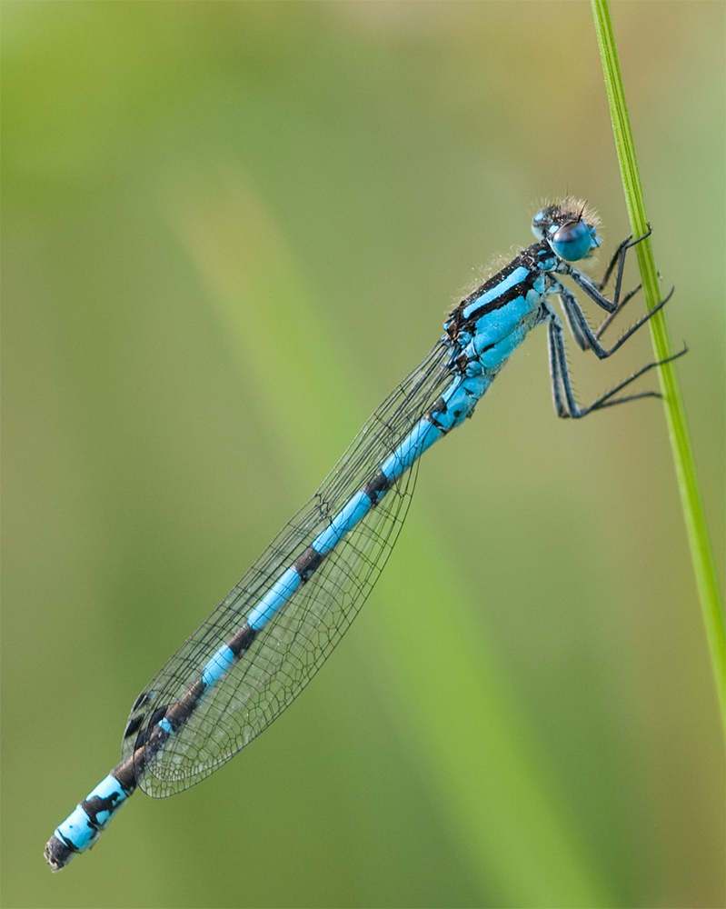 Libelle b DSC 3503