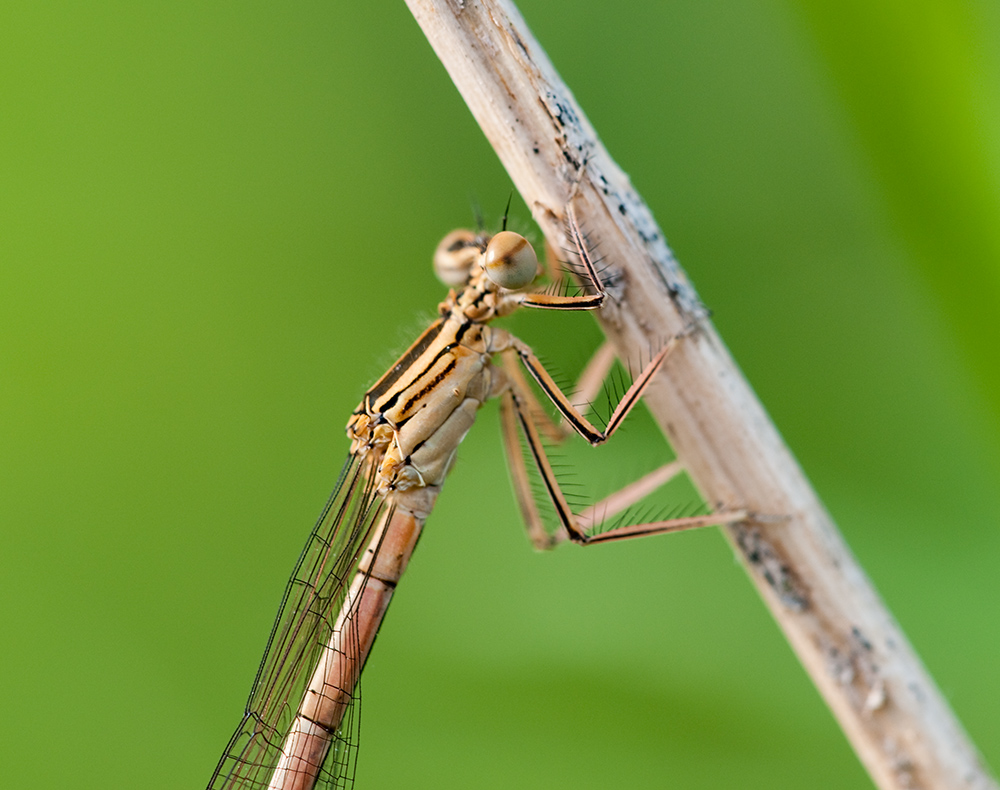 Libelle b DSC 3629