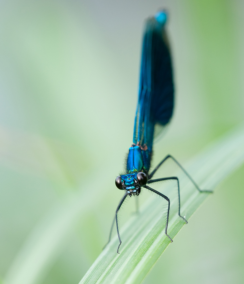 Libelle c DSC 3577