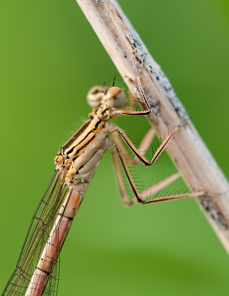 Libelle c1 DSC 3629