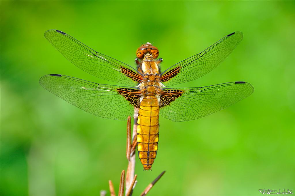 Libelle (Canon 500D)