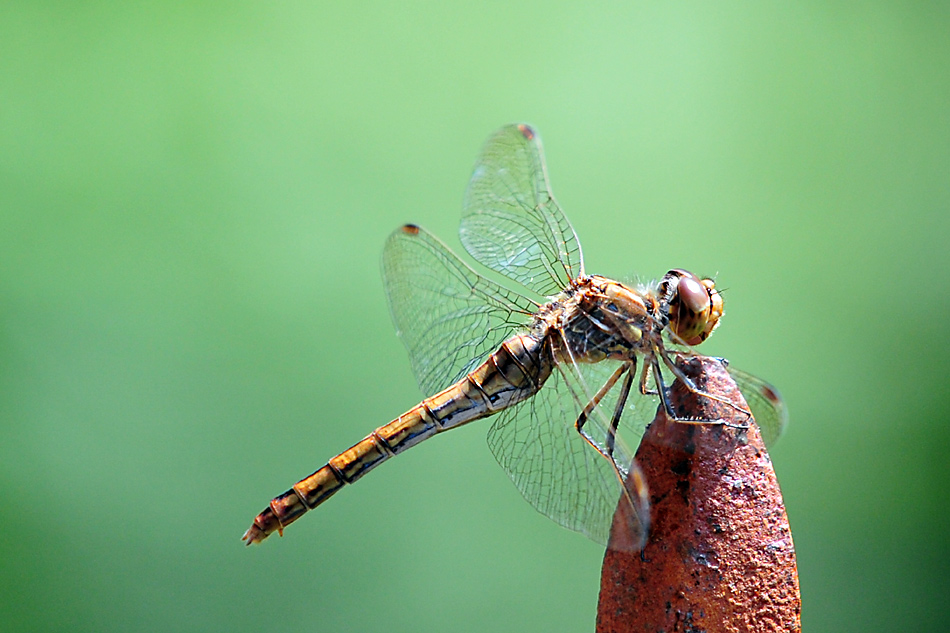 Libelle d