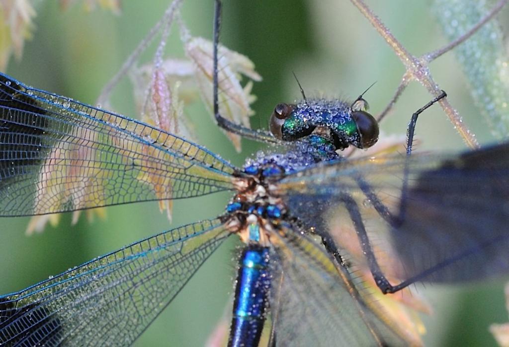 Libelle DSC 3011 078 Kopie