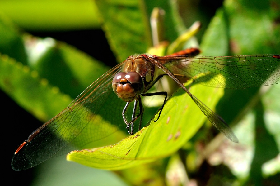 Libelle Gesicht