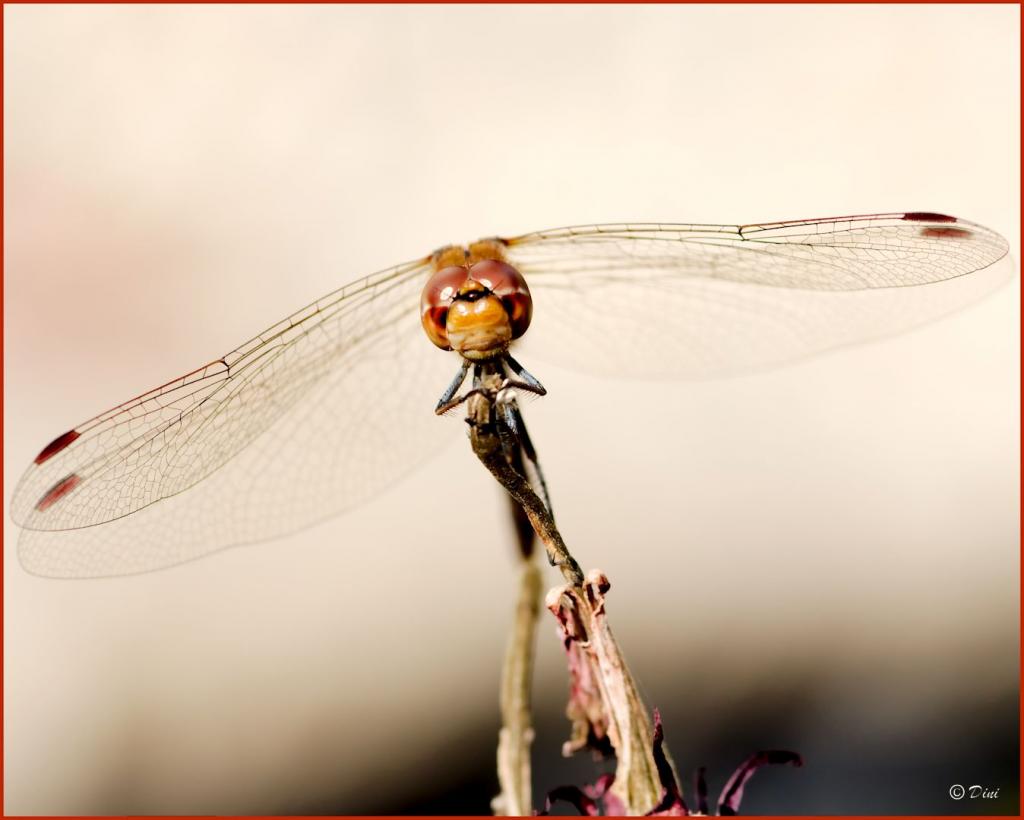 Libelle I