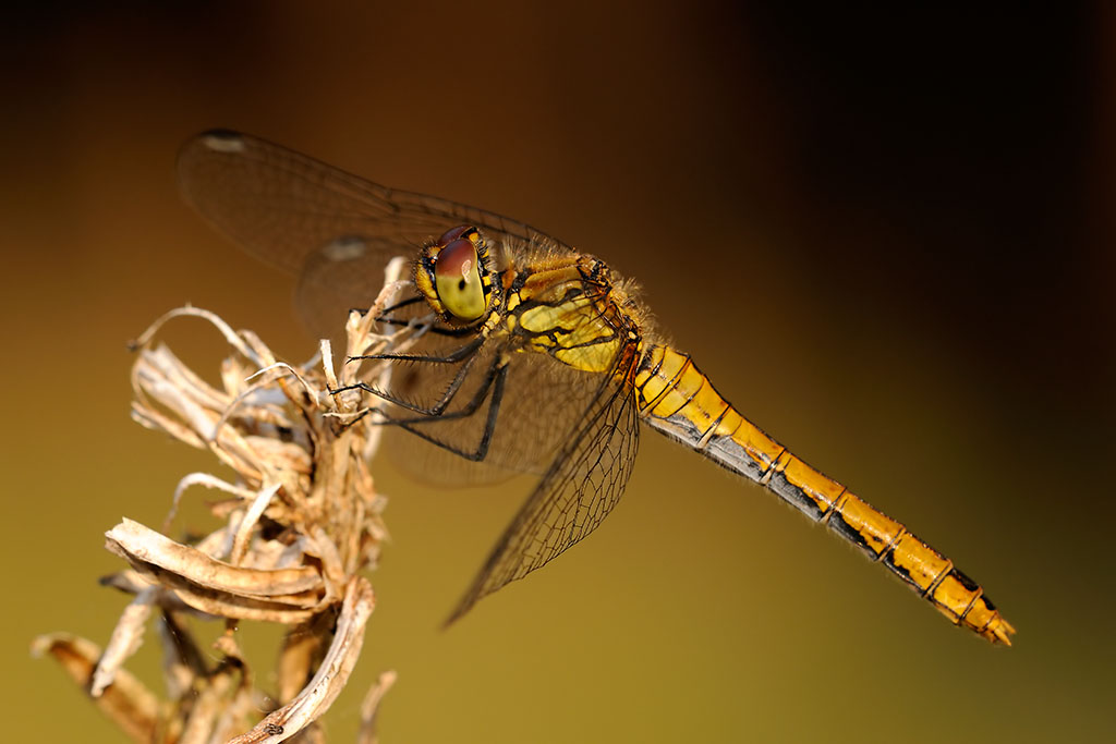 Libelle im Abendlicht