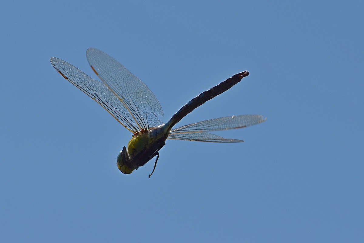 Libelle im Flug 2