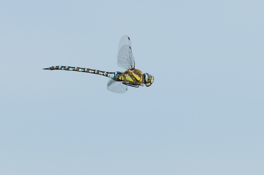 Libelle im Flug mit AF-S 2.8 80-200