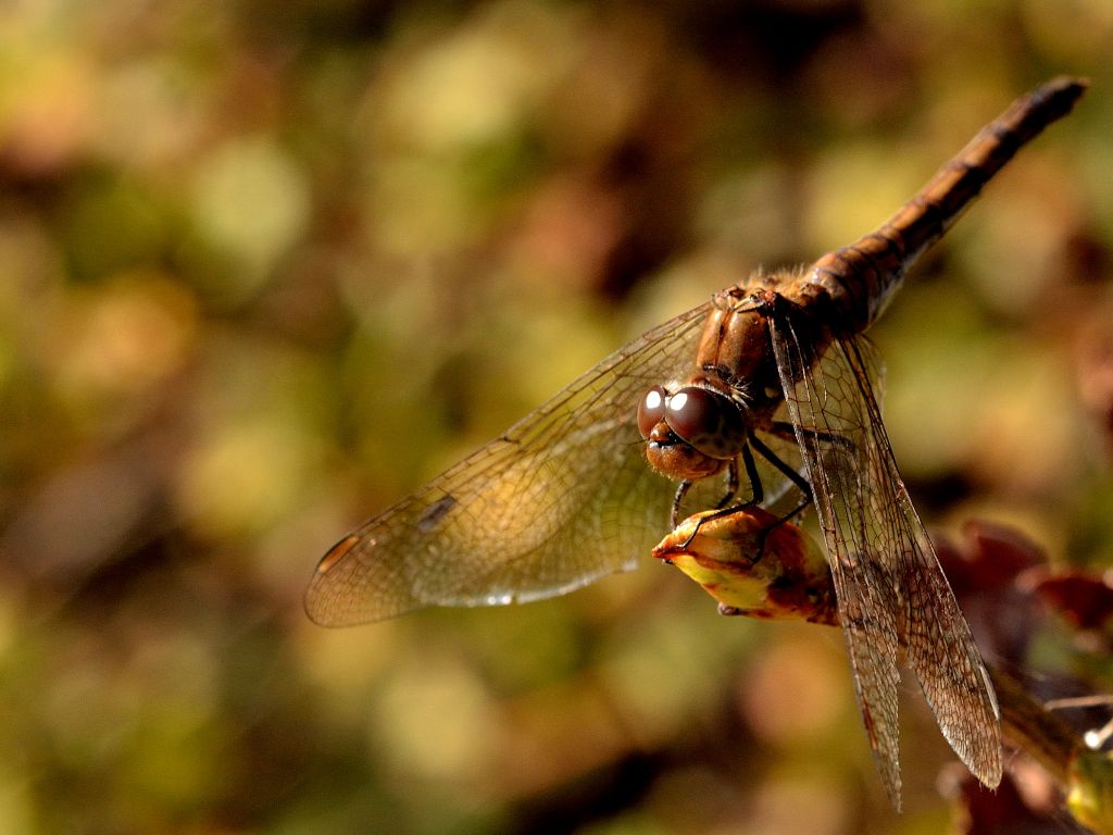 Libelle im Herbst