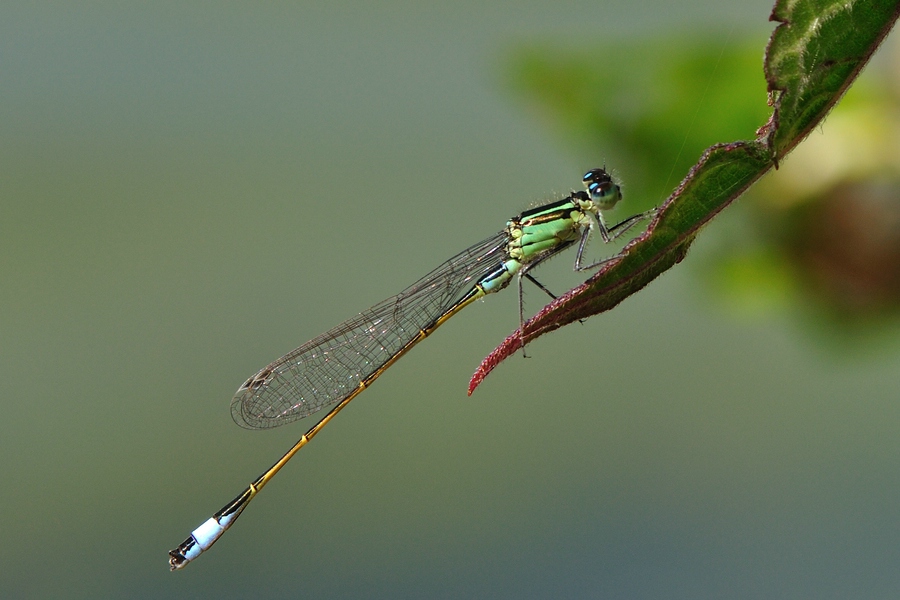 Libelle im Profil