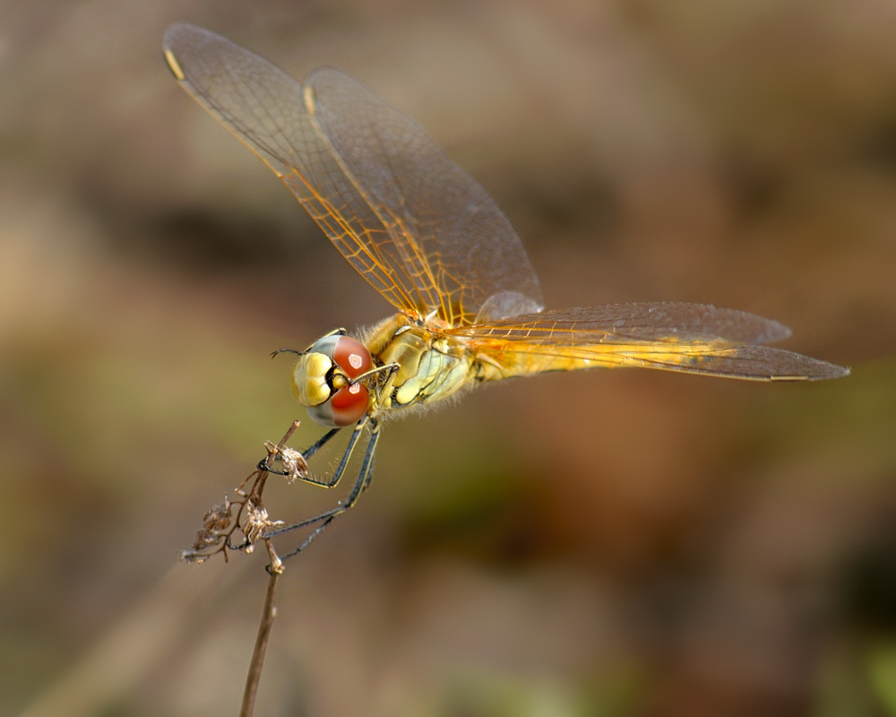 Libelle (in Spanien)