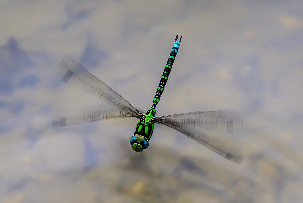 Libelle.jpg