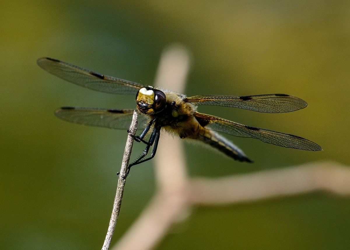 Libelle.jpg