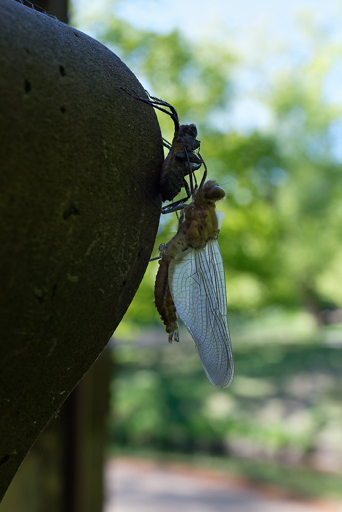 Libelle.jpg
