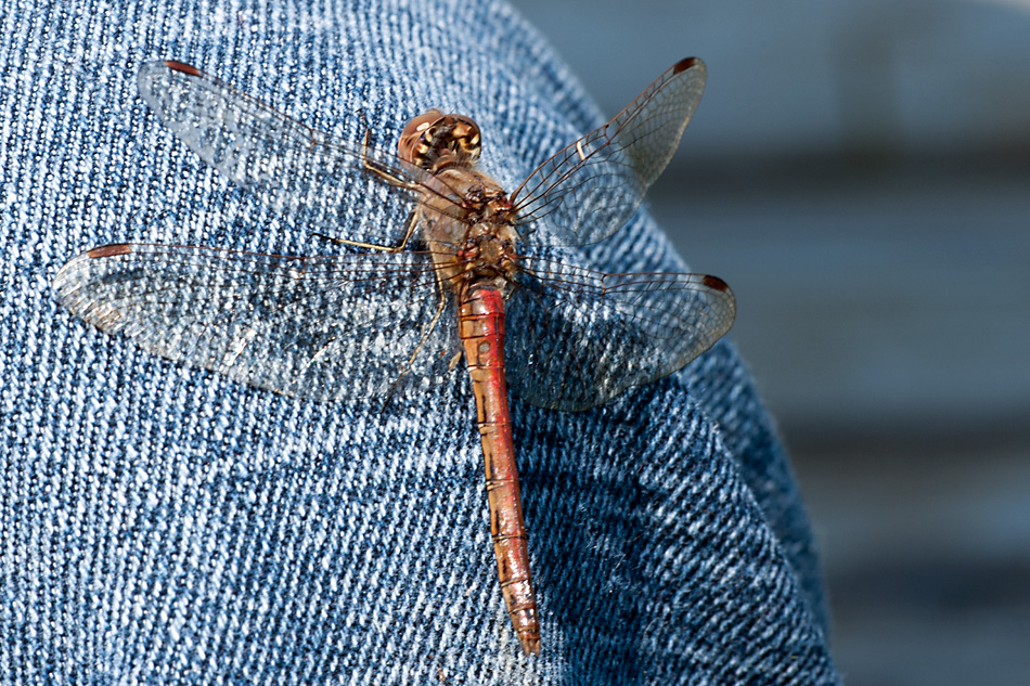 Libelle mit Jeans