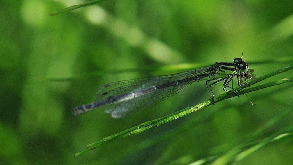 Libelle mit Mücke