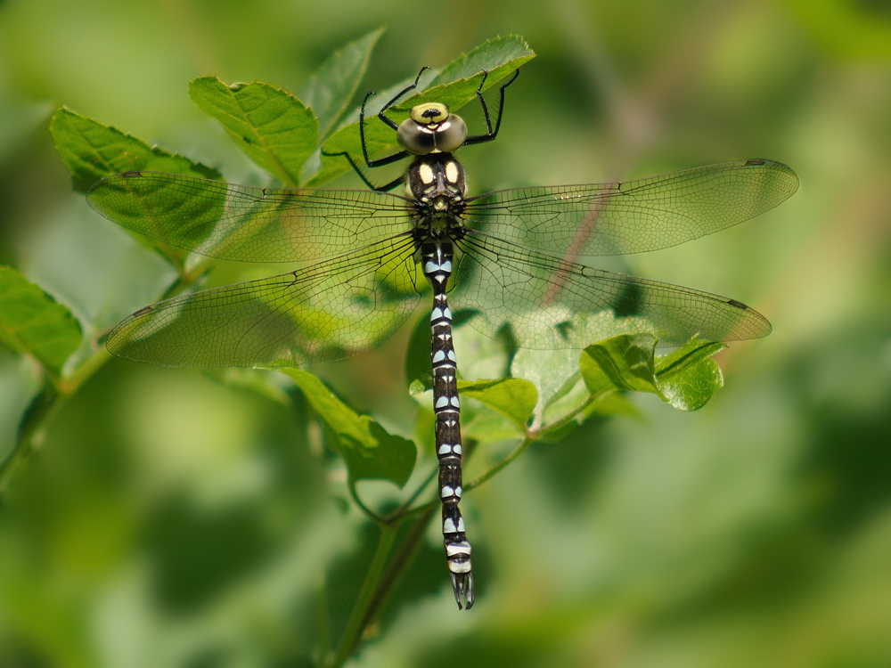 Libelle Mosaik...?
