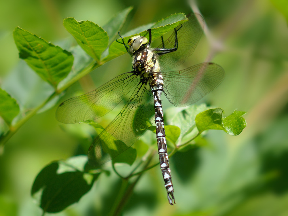 Libelle Mosaik...?