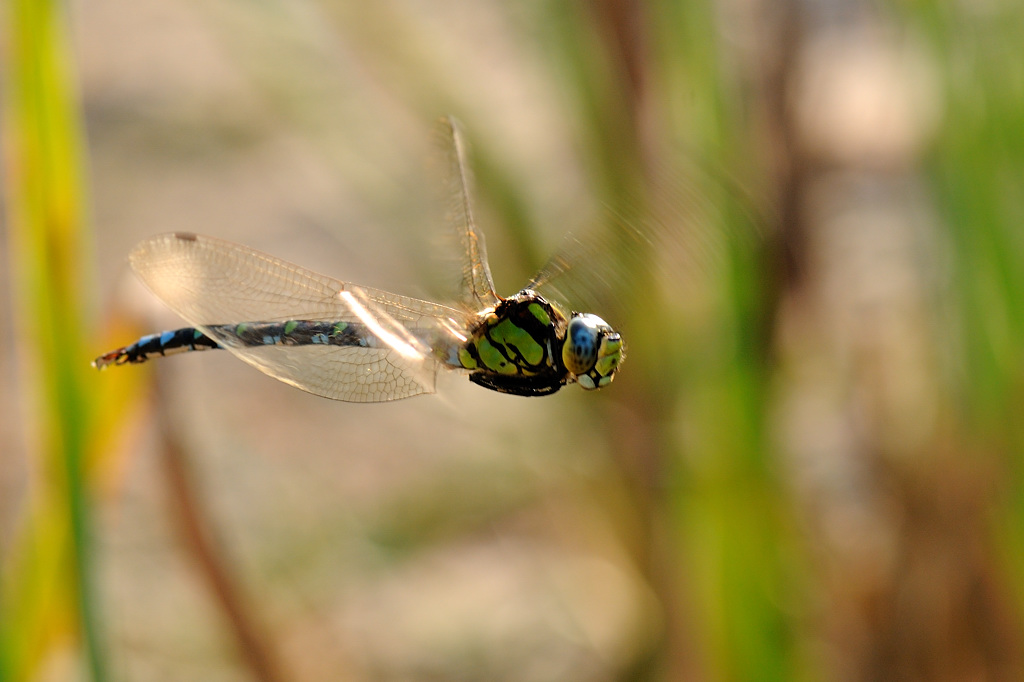 Libelle - on the fly