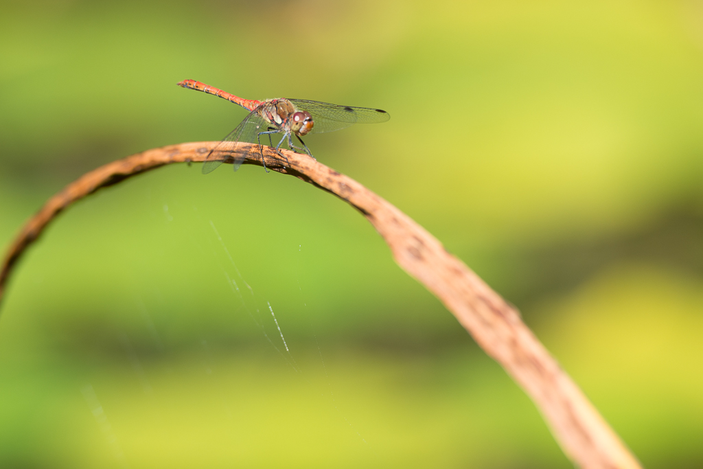 Libelle phe0911 NX 1