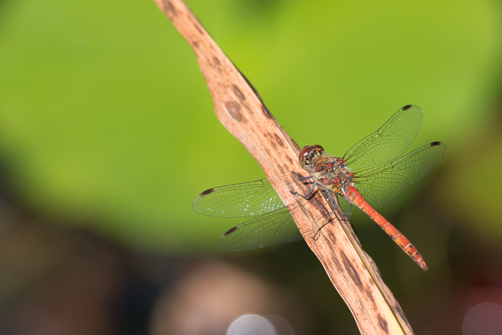 Libelle phe0937 NX 1