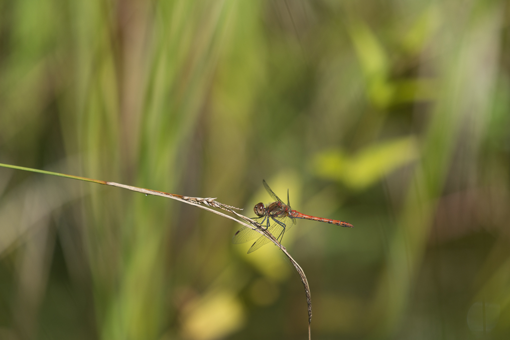 Libelle phe0966 NX 1
