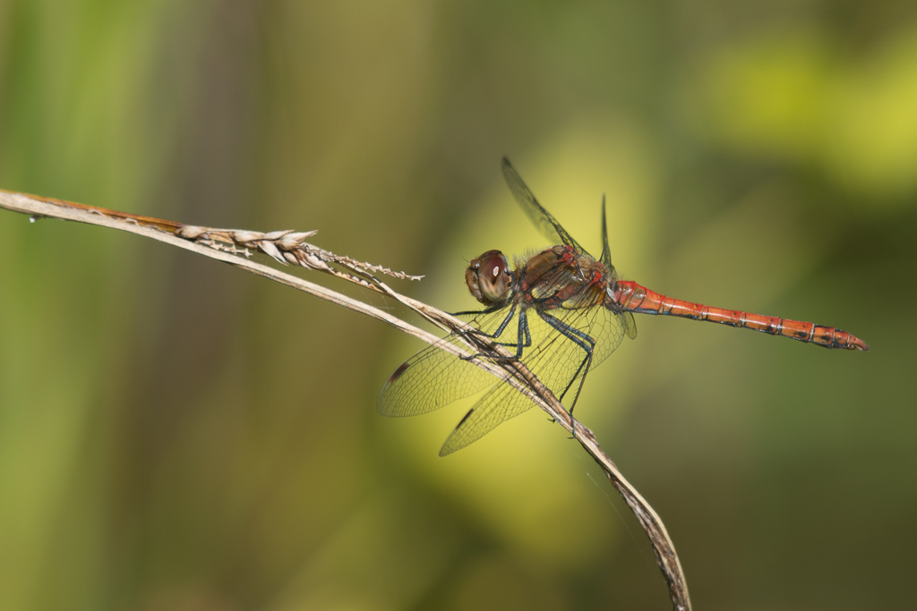 Libelle phe0966cr1 NX