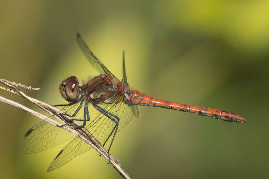 Libelle phe0966cr2 NX