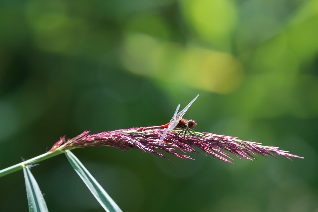 Libelle phe1078 NX