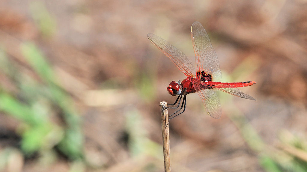 Libelle
South Luangwa
7102