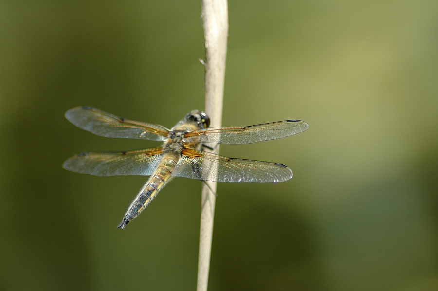 Libelle von hinten