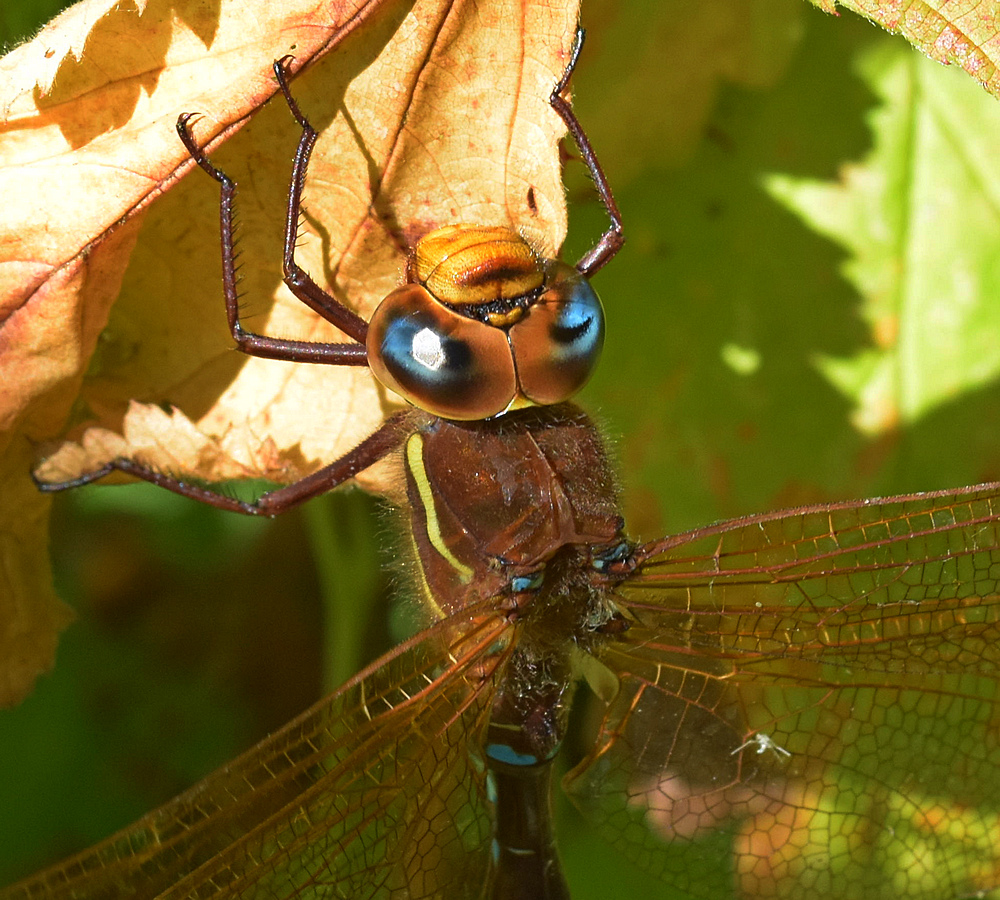 Libelle, welche? 2