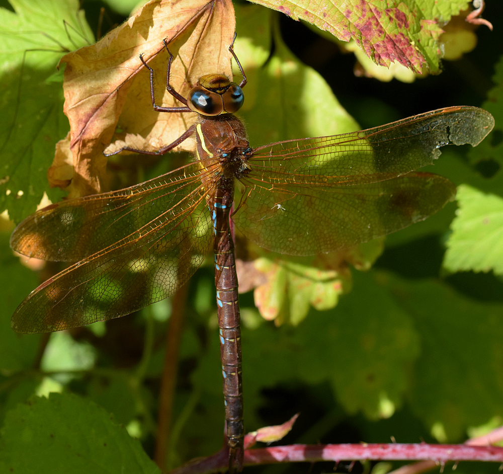 Libelle, welche? 3