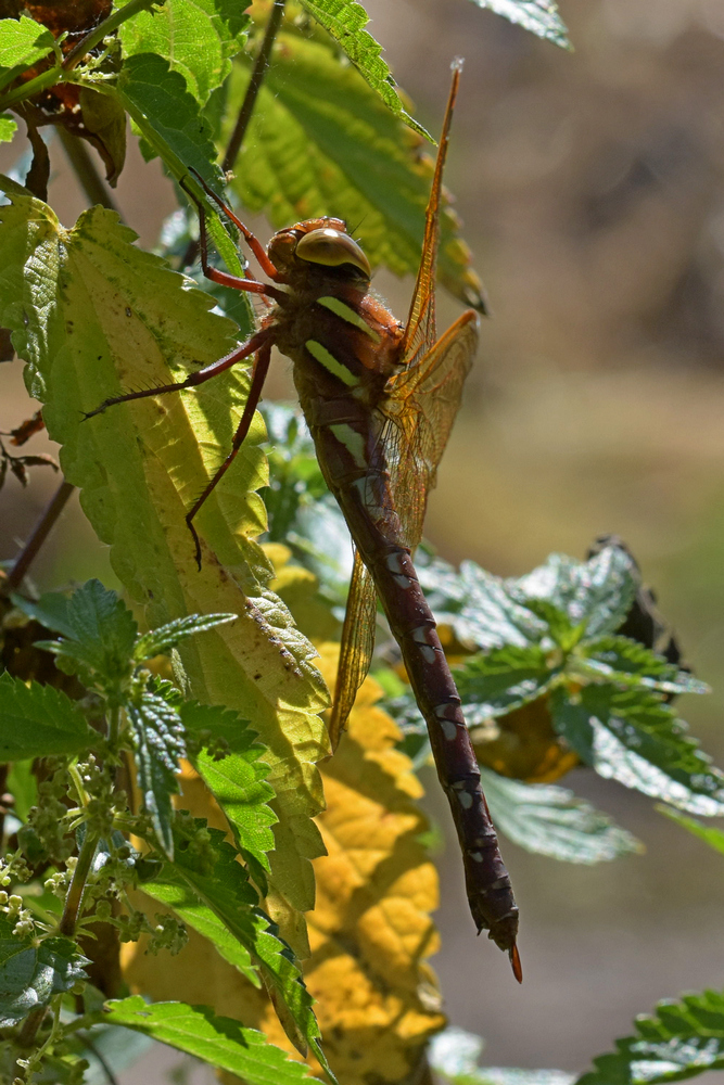 Libelle, welche?