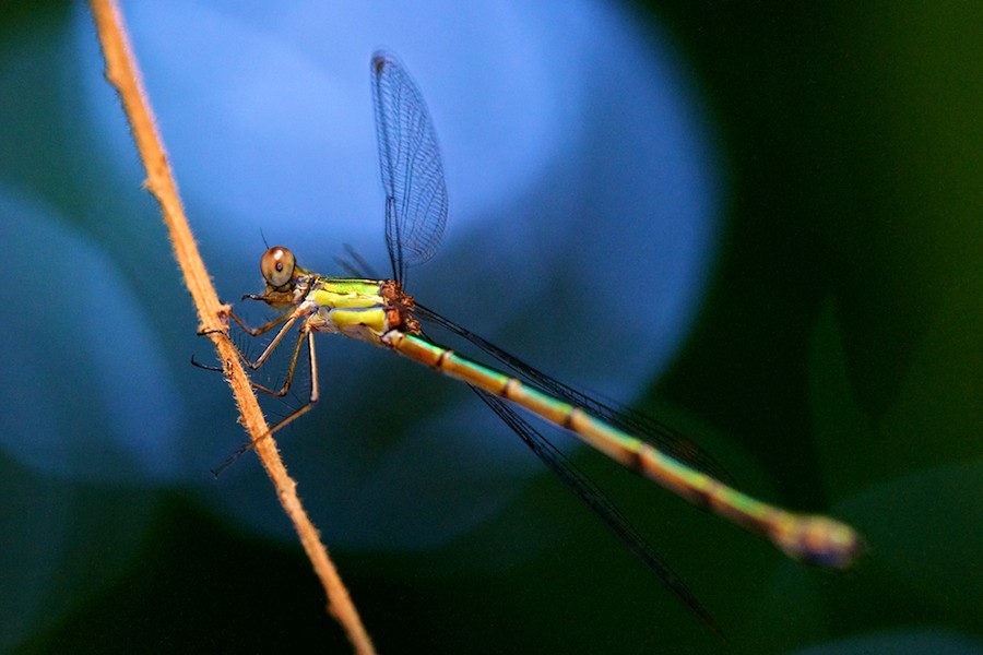 Libelle www 1