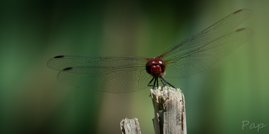 Libelle