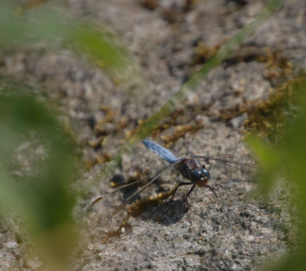 Libelle