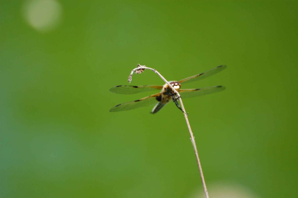 Libelle