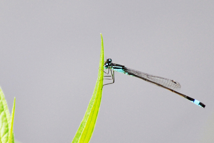 Libelle