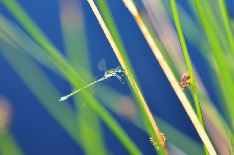 Libelle