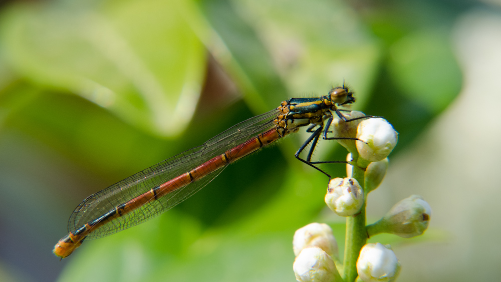 Libelle