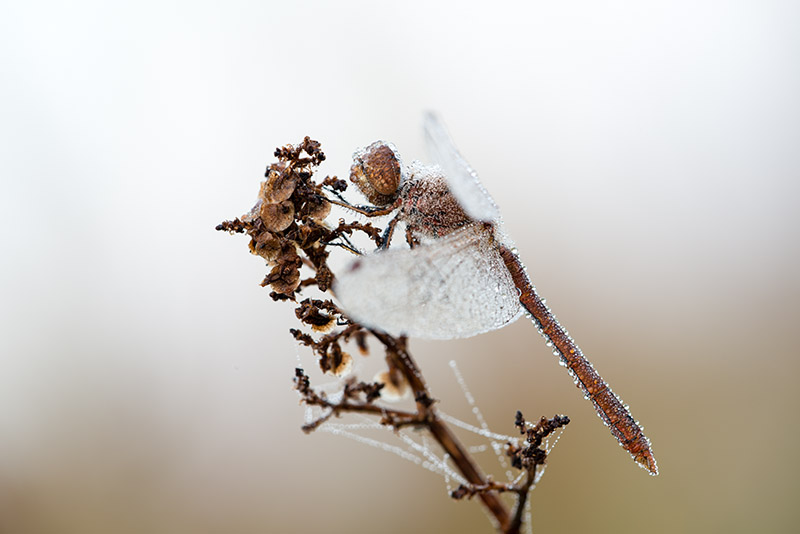 Libelle