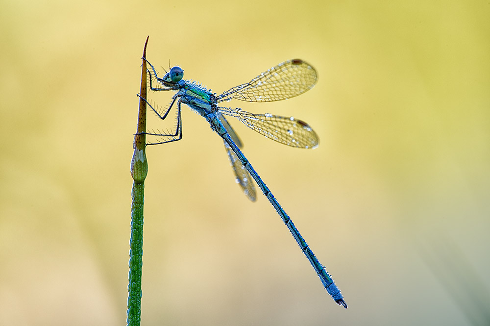 Libelle