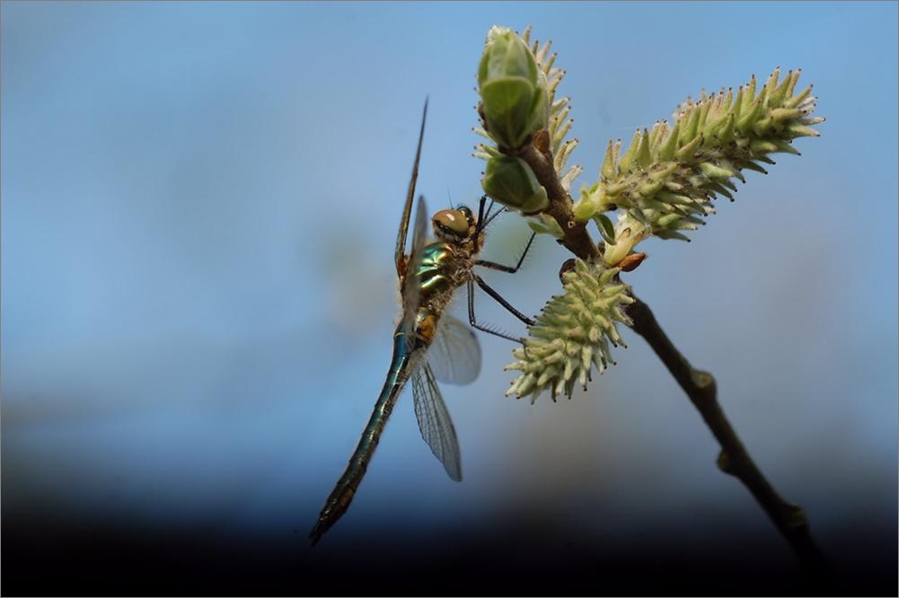 Libelle