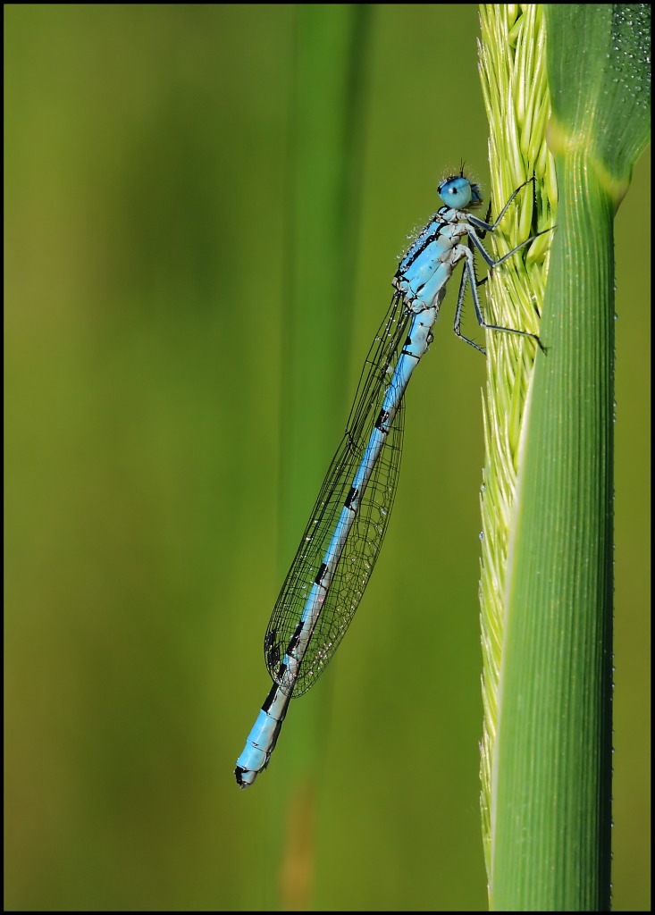 libelle