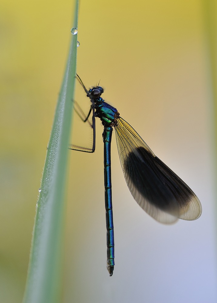 Libelle
