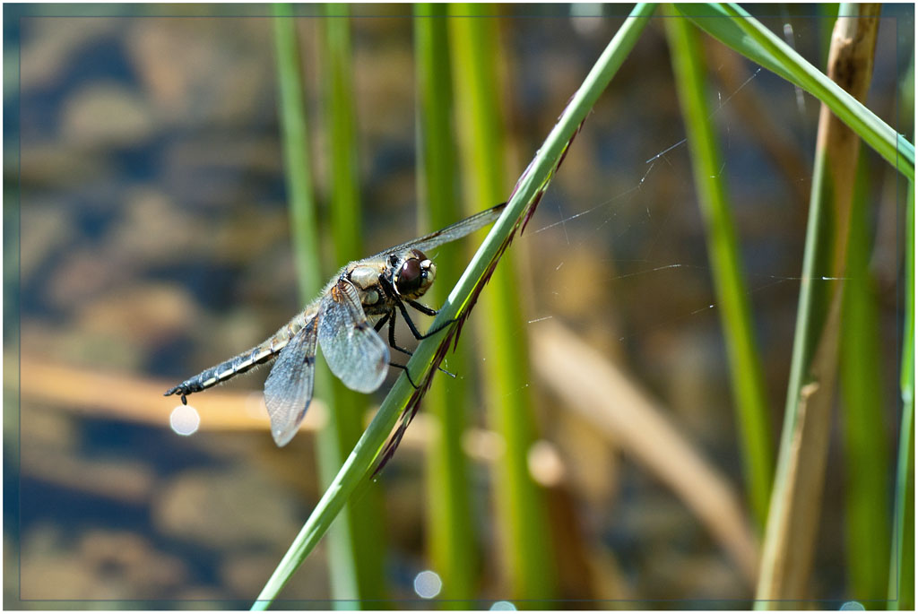 Libelle