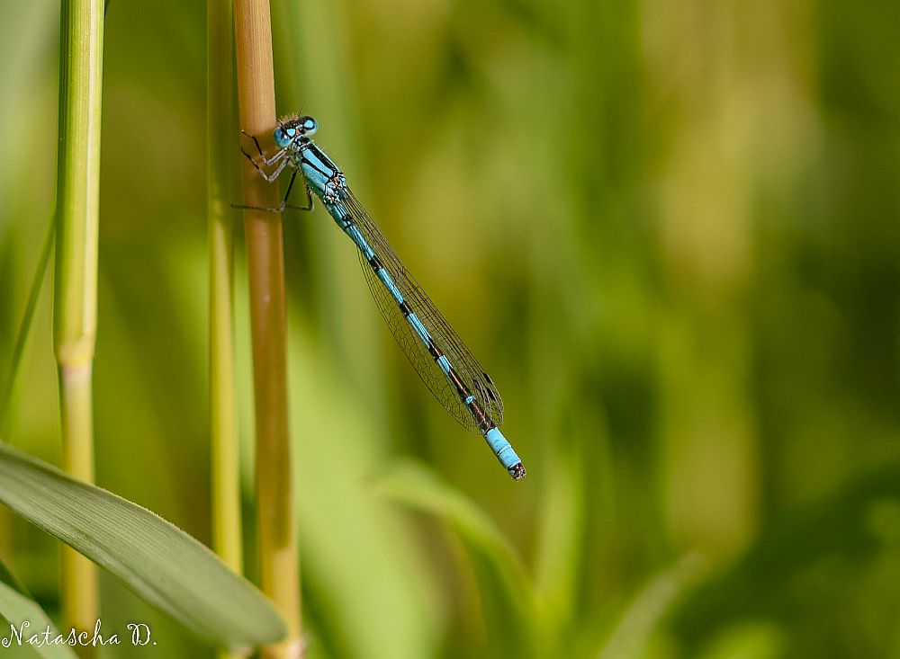 Libelle