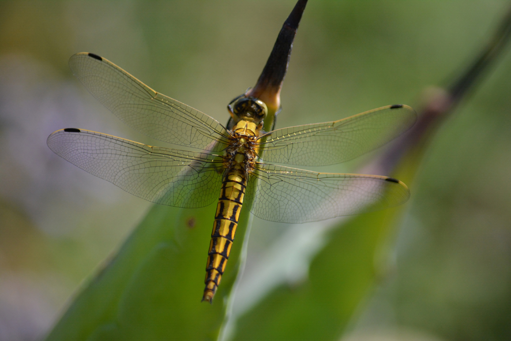 Libelle